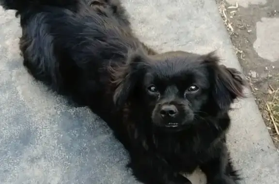 Найдена собака на ул. Сенько в Тамбове