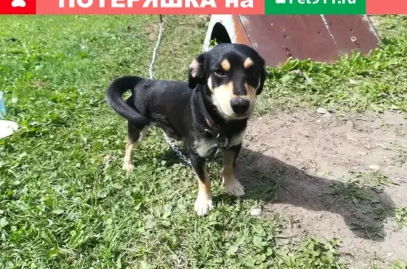 Найден добрый пёс в Нестеровском районе, Пугачево