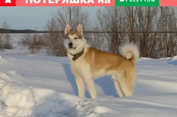 Пропала собака Западно-сибирская лайка в Надыме