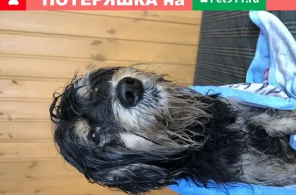 Найдена собака в Борисково, Жуковский район