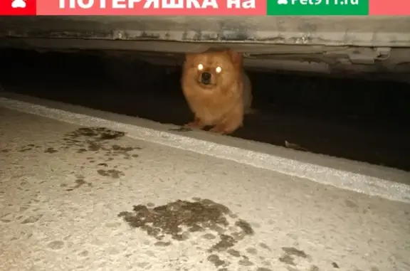 Найдена собака в СТ Сигнал 2, Челябинск
