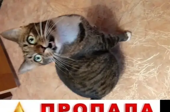 Кошки потеряшки, Ярославль, фото: Потеряшка кот с улицы Калинина, 3 (25.07)