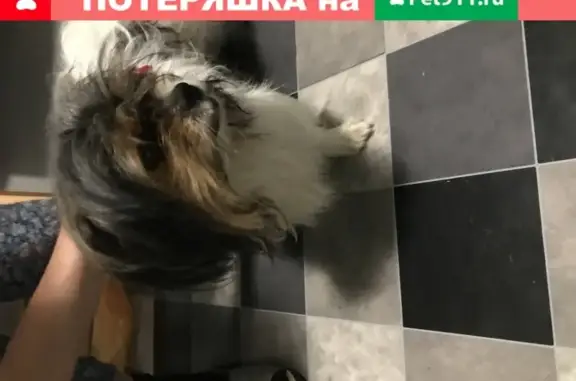 Найдена собака в ТРЦ Шелковый путь, ст. электрички Битца
