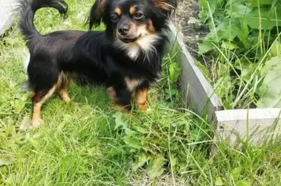 Собаки потеряшки, Новокузнецк, фото: Потеряшка собака Тоша, той-терьер, возраст 1год 7мес. Адрес: Кемеровская обл., Новокузнецк, пр-т Дружбы, 30.