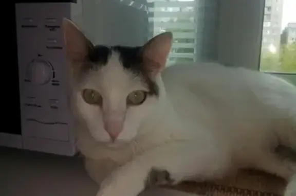 Пропал белый кот с серыми пятнами в Назарово