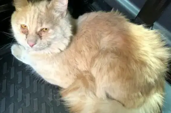 Найдена кошка на кремлевской дамбе в Казани