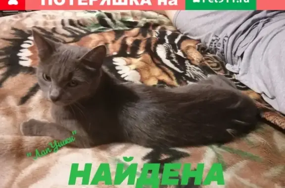 Найдена кошка с сломанным хвостом на Волгоградской 18