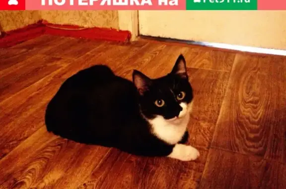 Пропала кошка Даша в Волжском