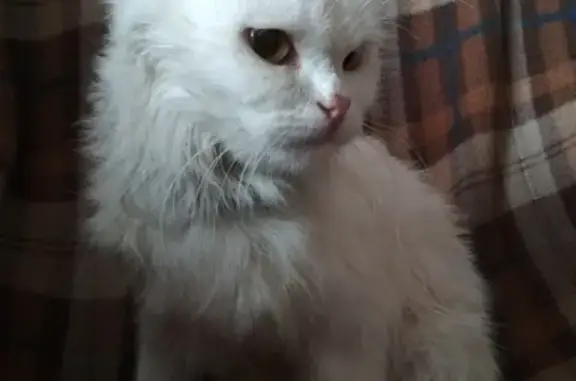 Найдена кошка в Тюмени, поблизости сквера Гимназистов