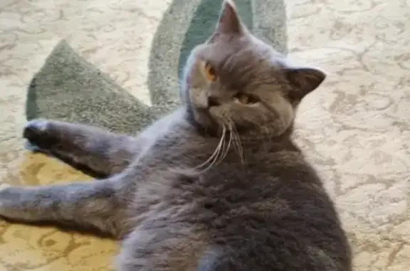 Найдена кошка в Тюмени, нужны хозяева