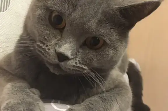 Кошки потеряшки, Сковородино, фото: Потеряшка кот Черчилль, ул. Победы 32, Сковородино.