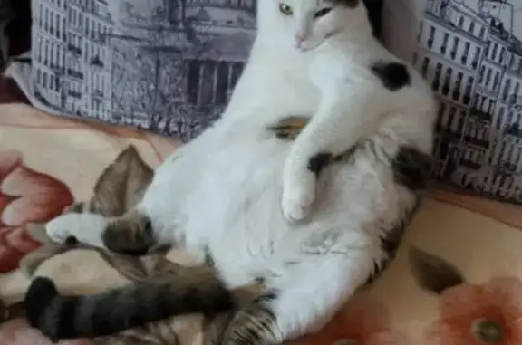 Кошки потеряшки, Маганск, фото: Потеряшка кошка в Магансе, весит 10 кг, белый с серыми пятнами