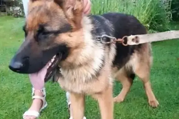 Найдена собака в Солнечногорске