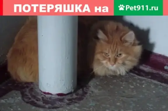 Найдена кошка в Гусарова верхней части района