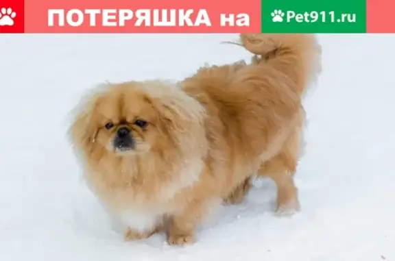 Пропала собака Тошка на ул. Кирова, Саратовская область