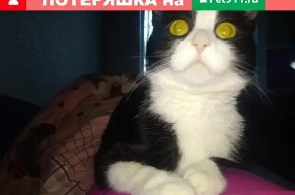 Пропала кошка Мася в Нижневартовске