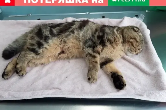 Найден травмированный котик на ул. Революционная, д. 32, Иваново.
