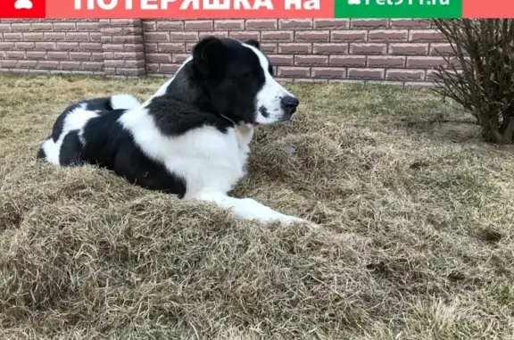 Собаки потеряшки, Курск, фото: Потеряшка собака Батыр в районе Щетинке, вознаграждение.