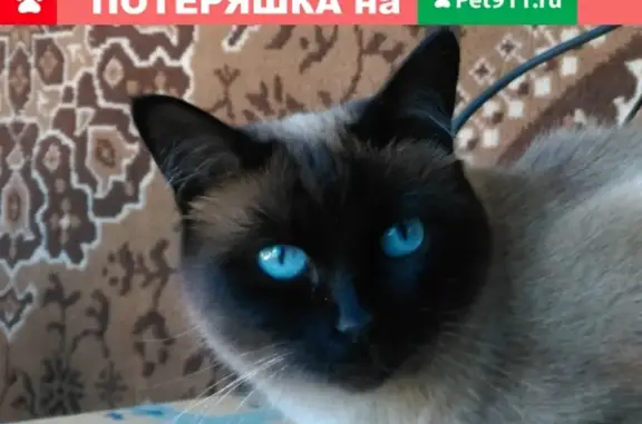Пропала сиамская кошка в Зарайске