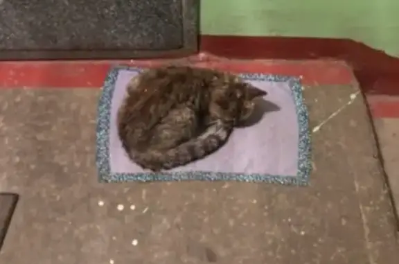 Найдена кошка на ул. Ефремова в центре Сормово