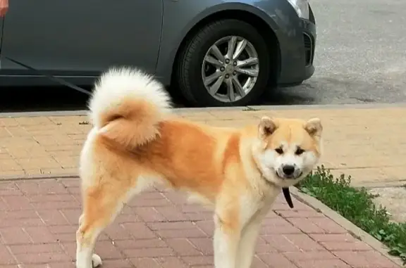 Собаки потеряшки, Белгород, фото: Потеряшка собака на ул. Мичурина, Белгород