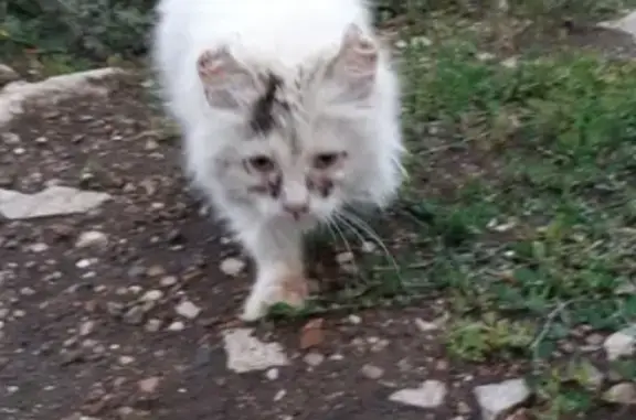 Найден котенок с ошейником в Атаевке, Республика Башкортостан