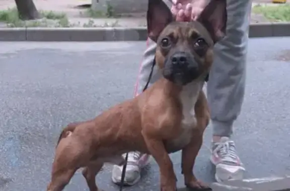 Найдена собака в Удельном парке, СПб