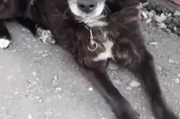 Пропала собака в Чернушке, Пермский край