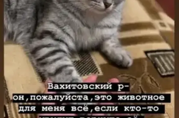 Пропала кошка на улице Хади Такташа (Казань)
