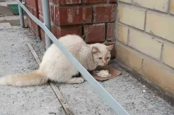 Потерянный кошка-котик на Московском тракте в Тюмени