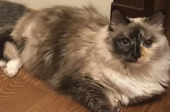 Кошки потеряшки, Москва, фото: Потеряшка кошка в поселении Воскресенское, Москва