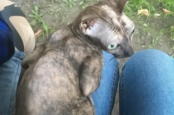 Найдена кошка, нуждается в новом доме (Красноярск)
