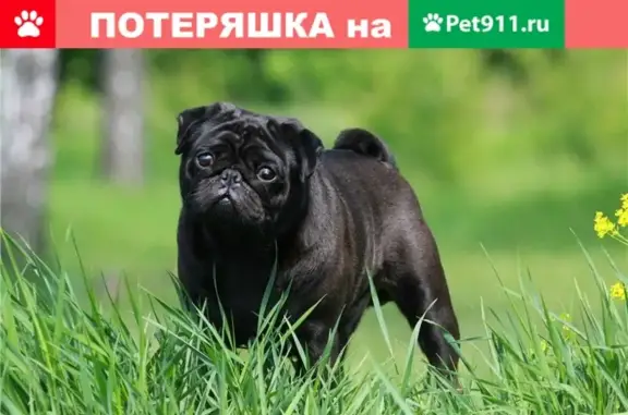 Пропал щенок мопса в Мичуринске, Тамбовская обл.