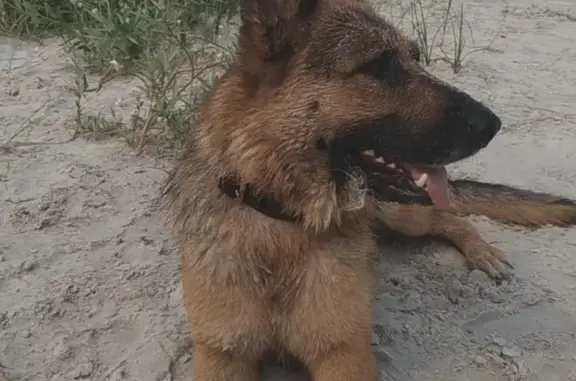 Пропала собака Ева в Радужном, ХМАО