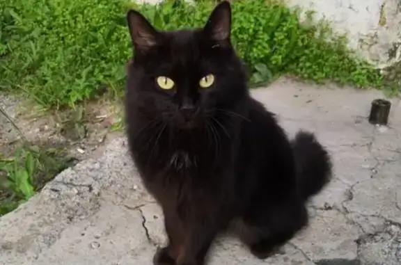Найдена кошка в районе Орбиты, возможно потеряшка