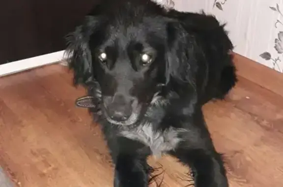 Найдена собака с ошейником в Смоленске