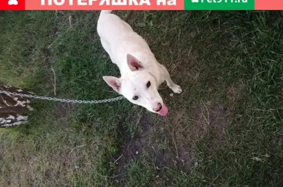 Собака найдена в Черемухово, ищем передержку или хозяев https://vk.com/id535564900