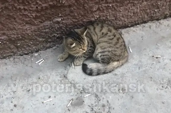 Найдена кошка в Кировском районе, ищем хозяев