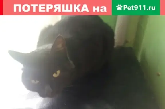 Найдена кошка на ул. Союзная, 11 в Ижевске