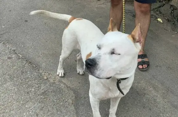Найден пёс на вишняках в Краснодаре!
