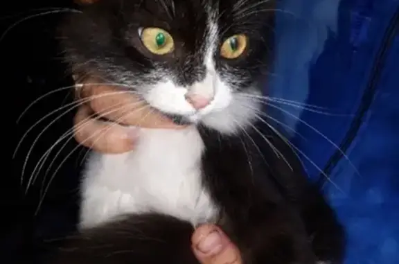 Найдена домашняя кошка в Бузулуке