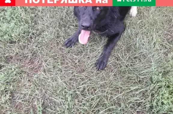 Найдена собака в Хомутово, Иркутская обл.