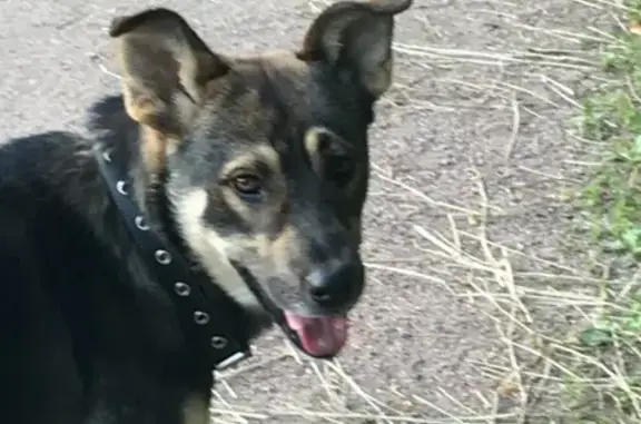 Найден крупный метис собаки в парке Авиаторов