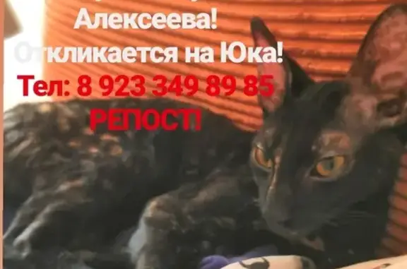Пропала кошка на ул. Алексеева, Красноярск.