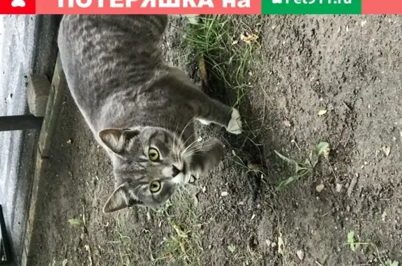 Найдены кошка и кот, М. Тульская, Малая Тульская ул.