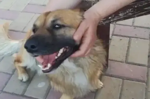 Пропала собака Лаки на ул. Пятигорской, г. Ессентуки