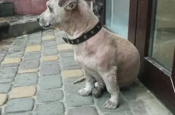 Найдена собака в Геленджике на ул. Кирова, 120-128