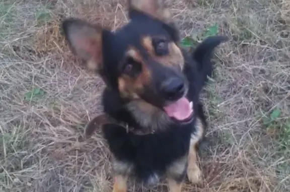 Пропала собака в Темрюке, Краснодарский край.