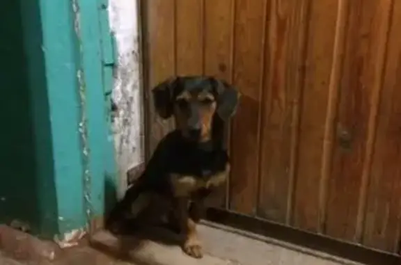 Пропала собака на Держинского, у Элмы, Конева