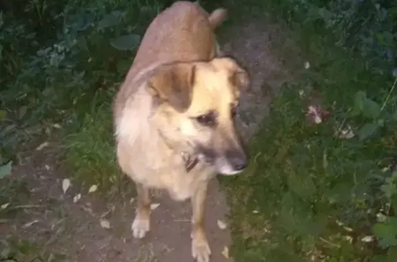 Найдена добрая собака с ошейником в Новосибирске, ищем хозяина!